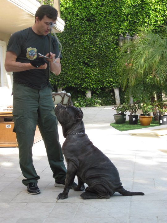 Dog Training at Your Home - Master Dog Training