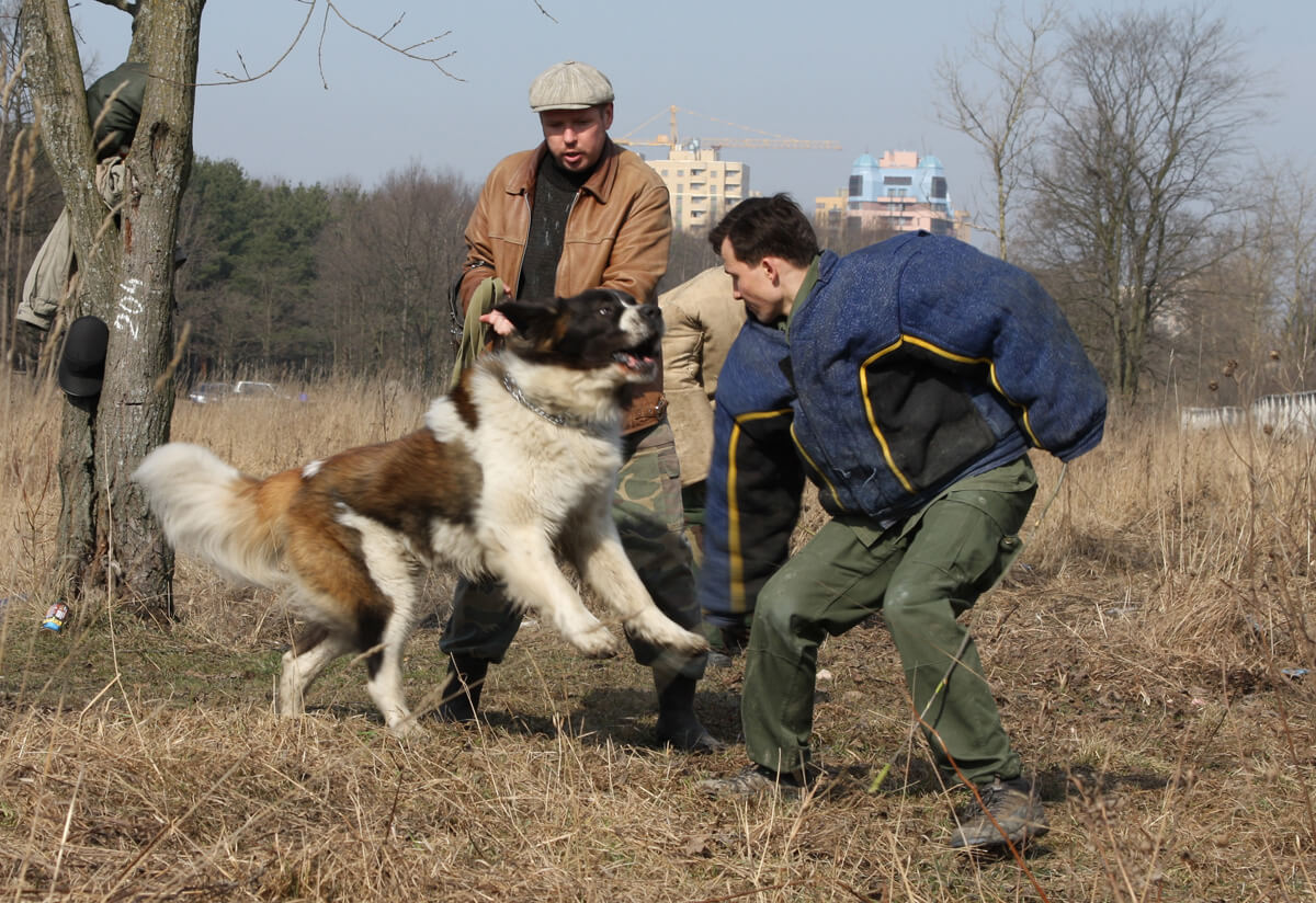 expand your dog training knowledge knowing how to train protection is ...