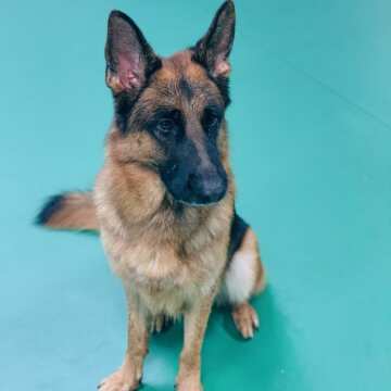 Dimond (male) German Shepherd