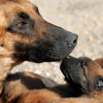 Belgian Malinois puppies