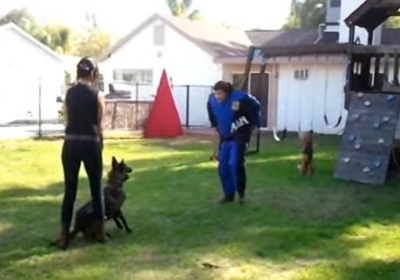 Protection and Obedience Dog Training