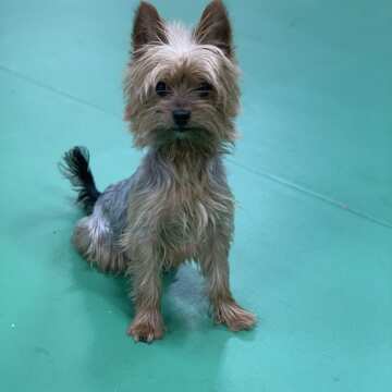 Sasha (male)  Yorkshire Terrier