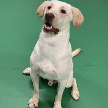 Lucky (male) Labrador Retriever