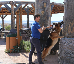 Protection and guard dogs