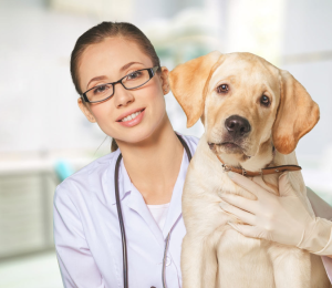 Vet Services