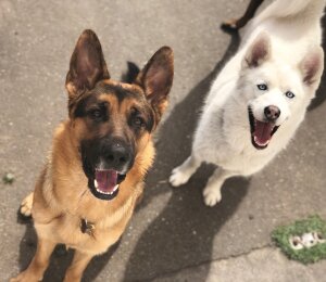 Dog Socialization Class