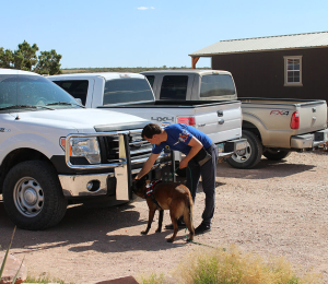 Organization, deployment, and operation of a guard dog kennel