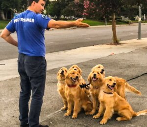 Dog Obedience Training