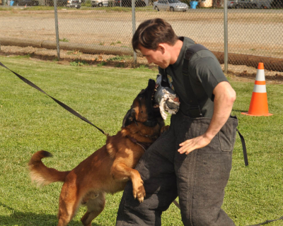 dog_training_los_angeles_sacramento_27