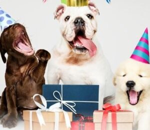 Dog Birthday Party