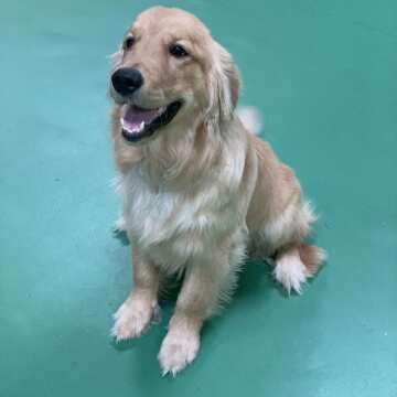 Cooper (male) Golden Retriever