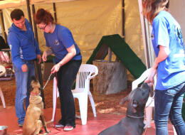 Dog Trainer Courses