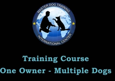 Master Dog Training – One Owner – Multiple Dogs – Dog Training Classes