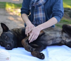 Dog Massage