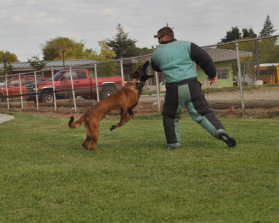 dog_training_los_angeles_sacramento_23