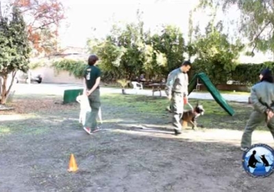 Master Dog Training Instructional DVD’s