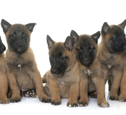 puppies belgian shepherd malinois