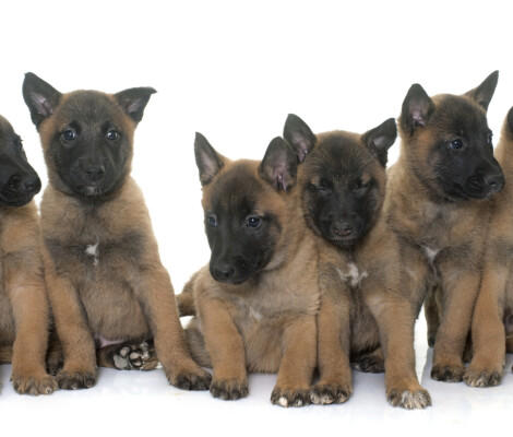 puppies belgian shepherd malinois