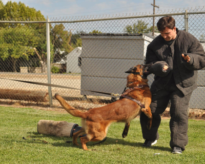 dog_training_los_angeles_sacramento_26