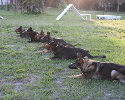 dog_training_los_angeles_sarasota_6