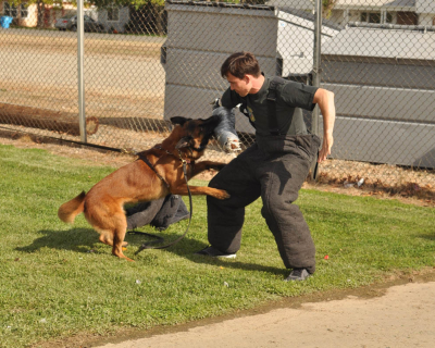 dog_training_los_angeles_sacramento_30