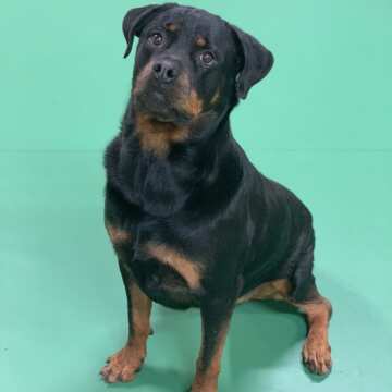 Kayla (female) Rottweiler Family