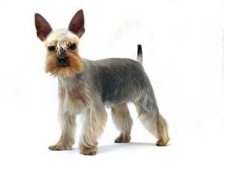 Gr7-91A-Terrier-Yorkie-pet-clip-schnauzer2