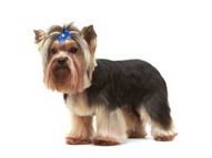 Gr7-92-Terrier-Yorkie-pet-clip-layered