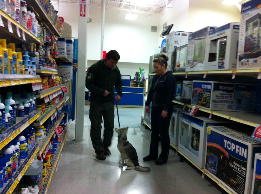 dog_training_los_angeles_camp