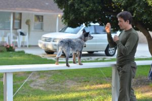 Your dog will learn voice and gesture commands at Master Dog Training's boot camp