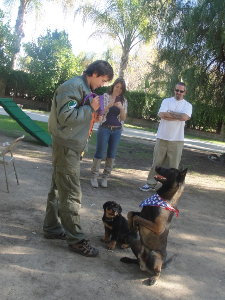 Dog Trainer Courses