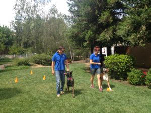 Obedience Dog Training