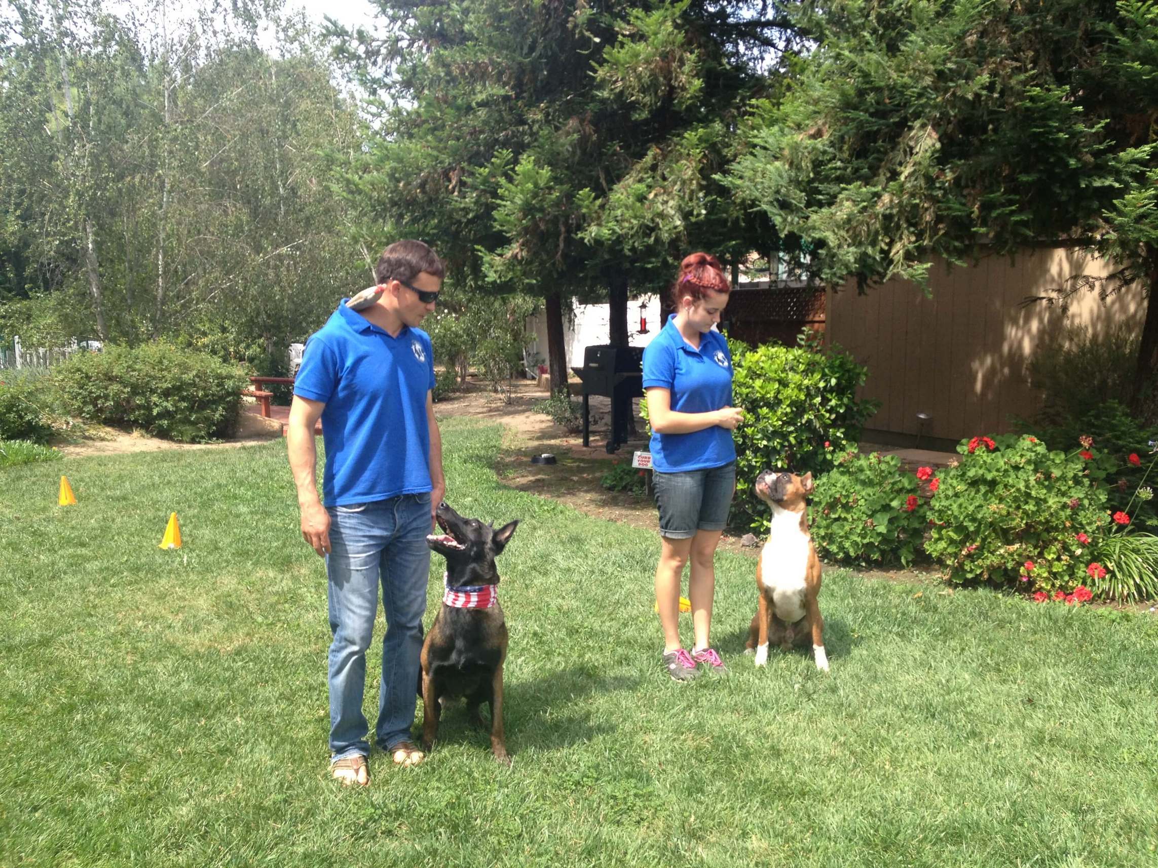 Obedience Training