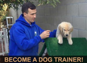 Dog Trainer Course