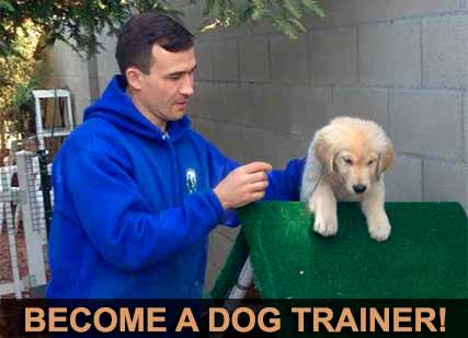 Dog Trainer Course