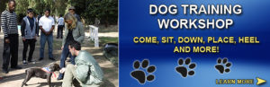 Dog Training Workshop