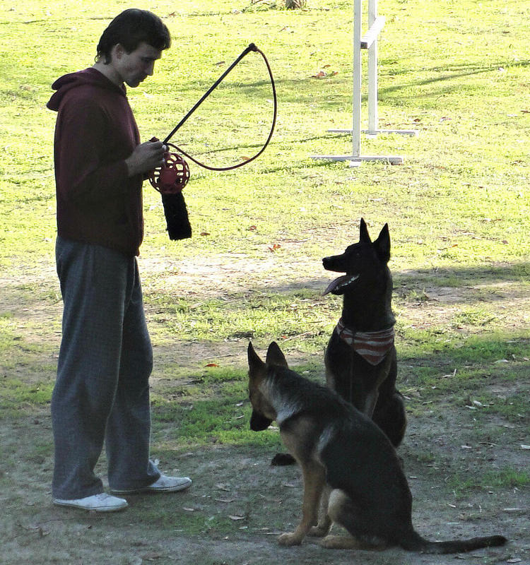 Dog sales obedience camp