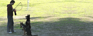 Camp Dog Training - Los Angeles, CA - Master Dog Training