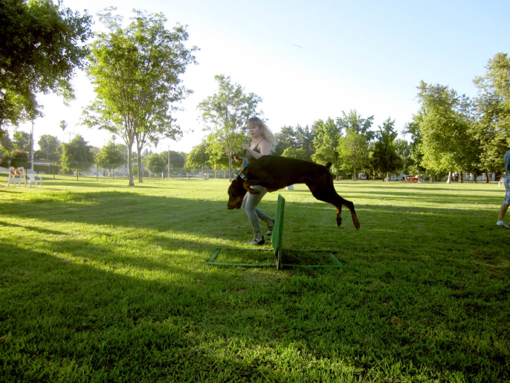 Agility Dog Training Classes