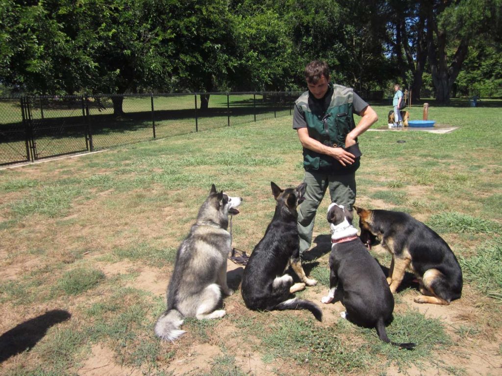 Dog Trainer Courses