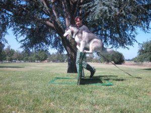 Agility Dog Training