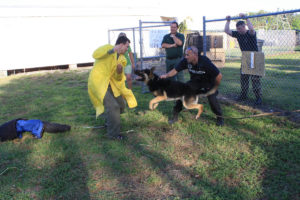 Dog Training Demonstration - Los Angeles
