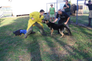 Dog Training Show