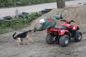 Protection Dog Training