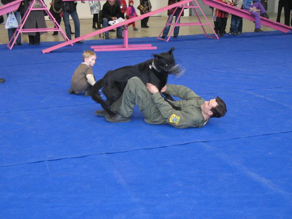 los_angeles_dog_training_russia_24