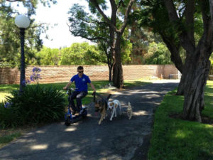 Training a Dog & enjoy weekends at the park