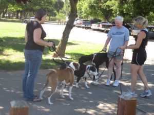 Training a Dog Training a Dog