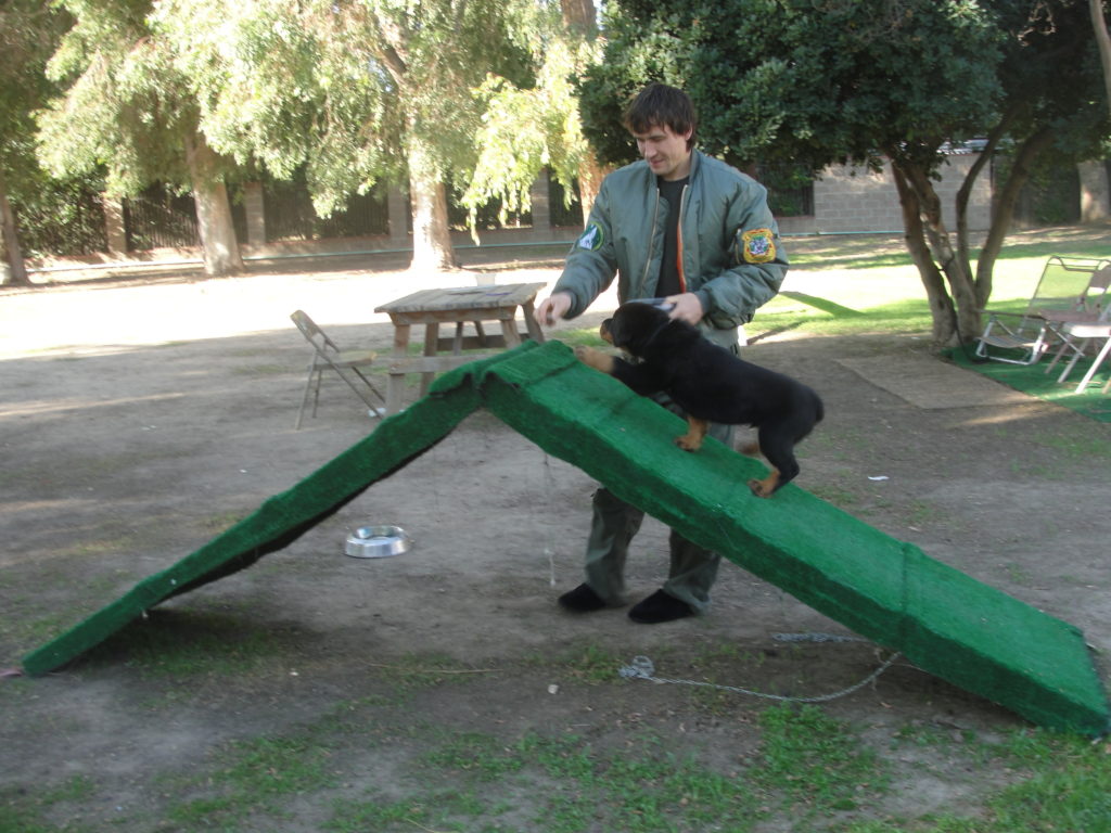Puppy Agility Dog Training Puppy Agility Dog Training Classes