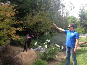 Obedience Dog Training