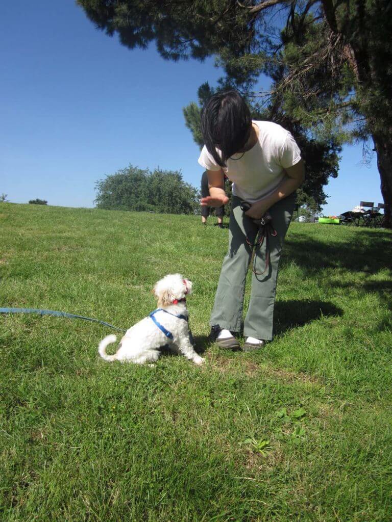 Obedience Dog Training